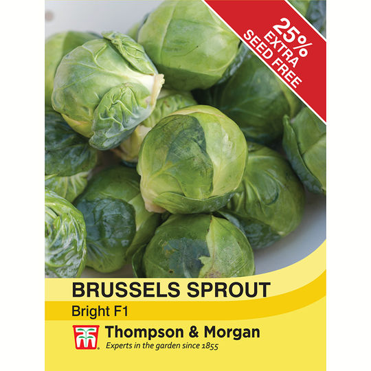 Brysselkål 'Bright' F1