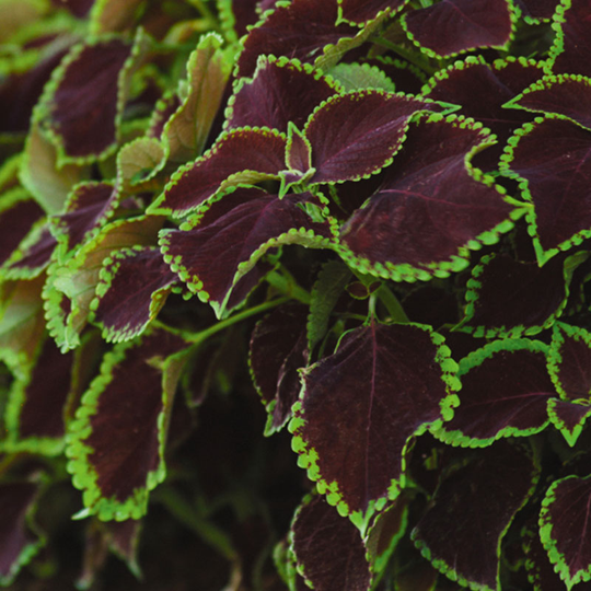 Palettblad 'Solento Mint'