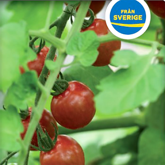 Tomatplanta Busktomat 'Totem'