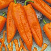 Paprika 'Timia'