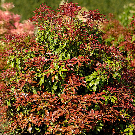 Japansk buskrosling 'Mountain Fire'