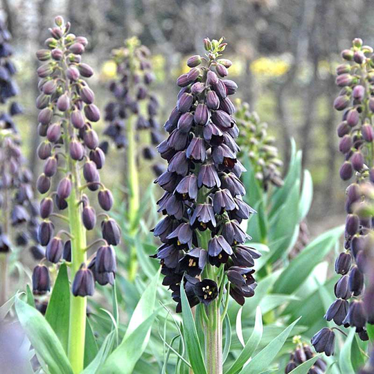 Mörk klocklilja ’Twin Towers’