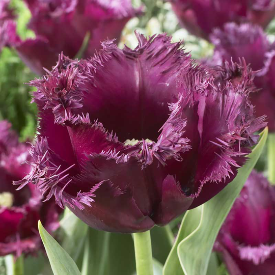 Franstulpan 'Gorilla'