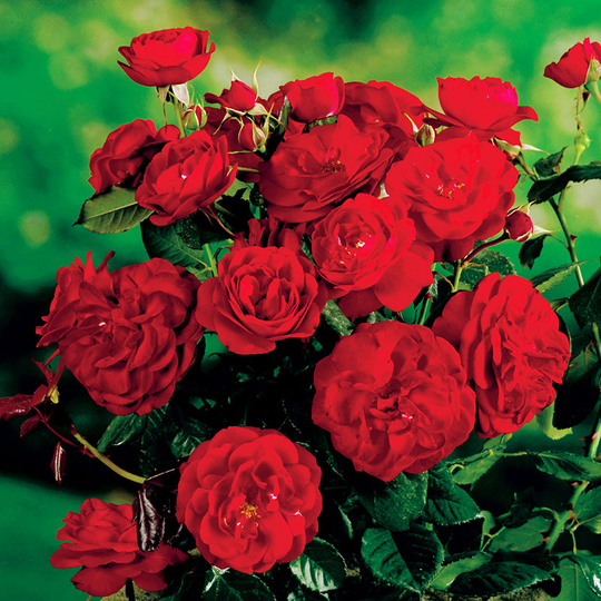 Ros 'Carl Philip'