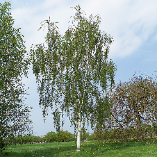 Hängbjörk, Betula pendula 'Tristis'