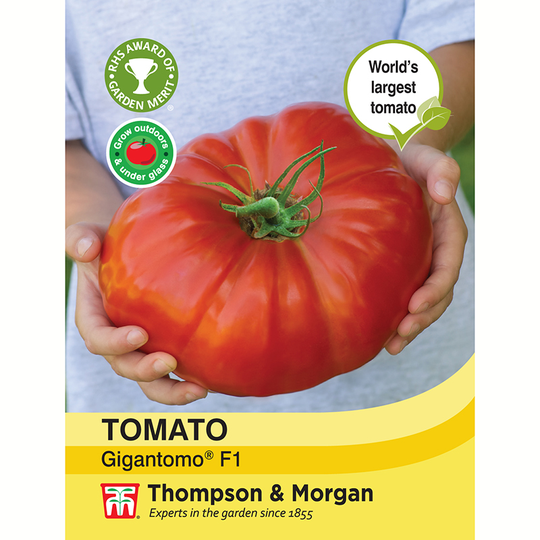 Tomat 'Gigantomo' F1