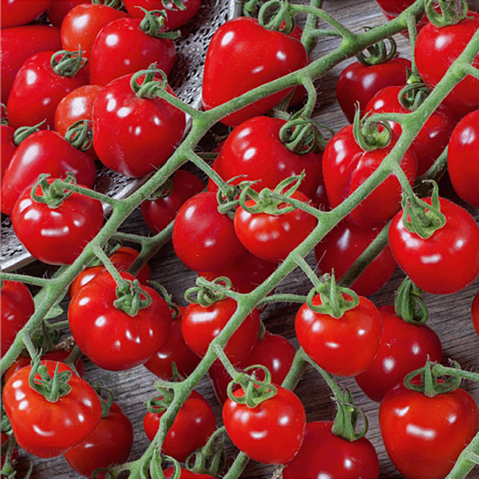 Tomat ’Gardenberry’ F1