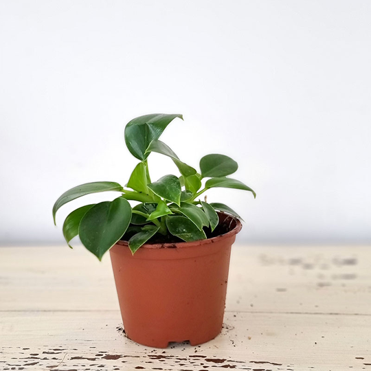 Filodendron 'Imperial Green'