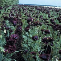 Opiumvallmo 'Paeony Black'