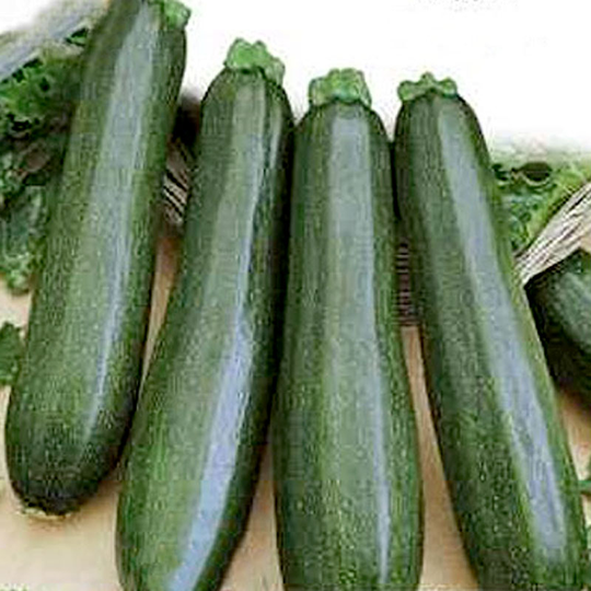 Squash 'Nefertiti'
