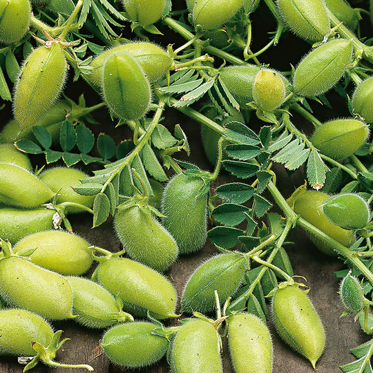 Kikärt