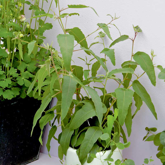 Eukalyptus 'Lemon Bush'