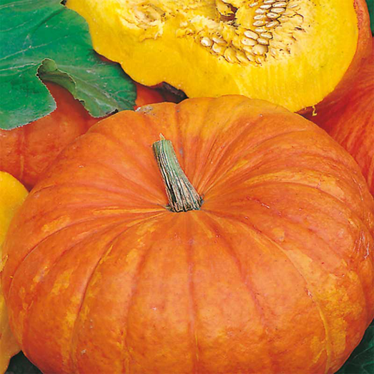 Jättepumpa 'Rouge vif d'Etampes'