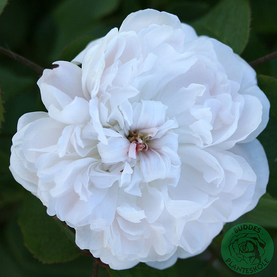 Ros 'White Jacques Cartier'