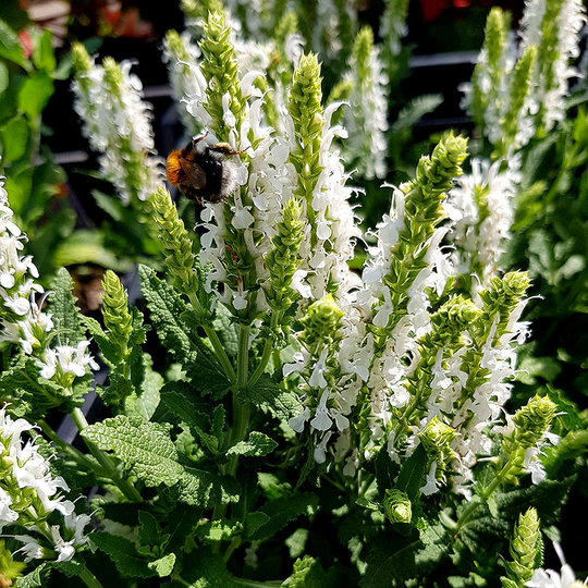 Stäppsalvia 'Schneehugel', 15-pack