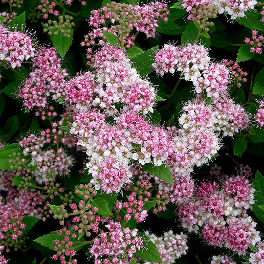 Dvärgpraktspirea 'Little Princess' 15-20 cm, 10-pack
