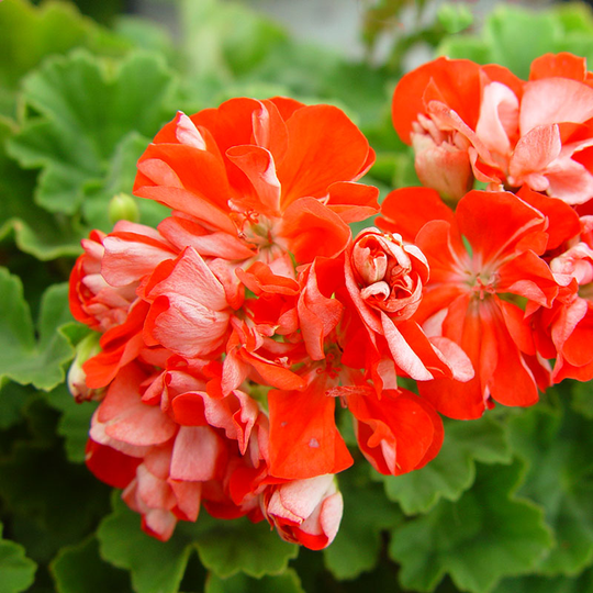 Zonalpelargon 'Brightstone'