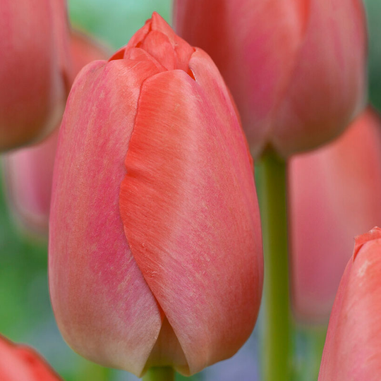 Darwintulpan 'Orange Pride'