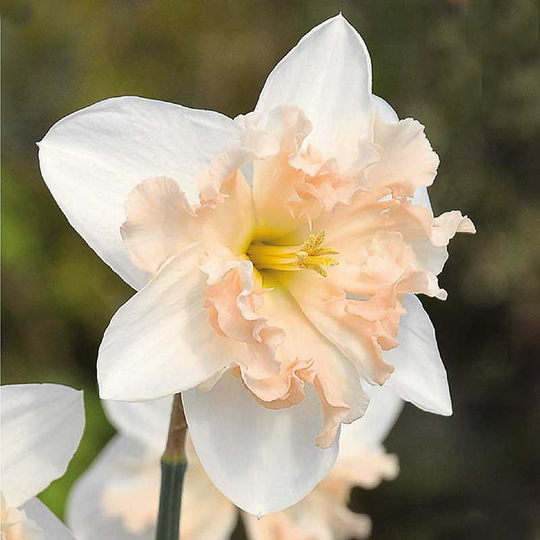 Stjärnnarciss 'Palmares'
