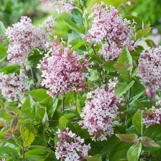 Garden Green Småbladig Syrén, 5 Pack