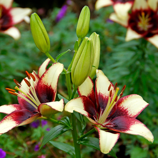 Asiatisk lilja 'Curitiba'