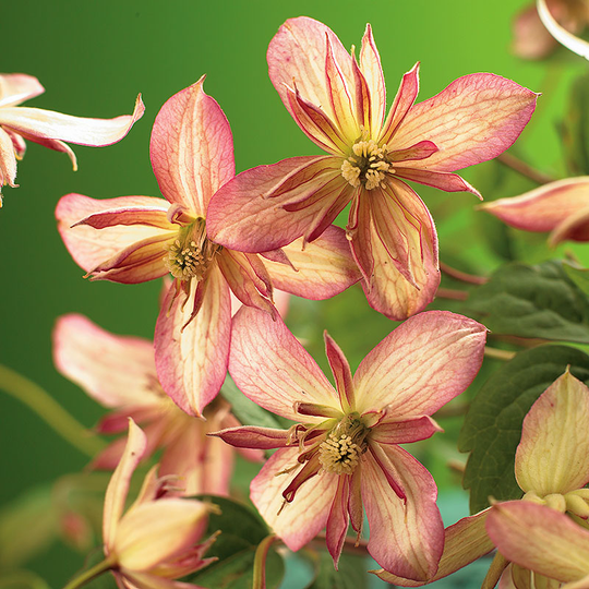 Klematis 'Marjorie'