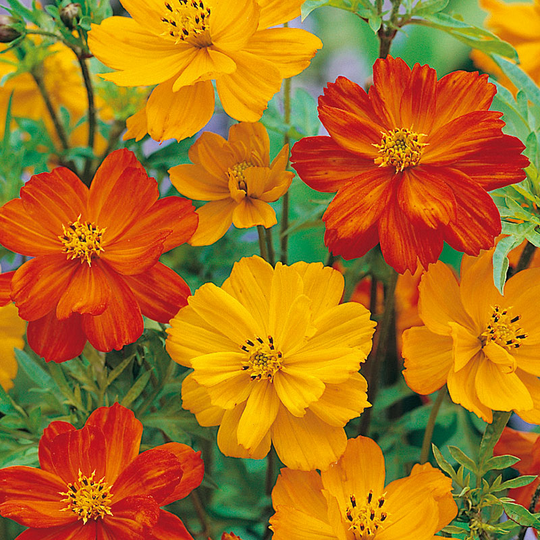 Rosenskära 'Klondyke Mixed'