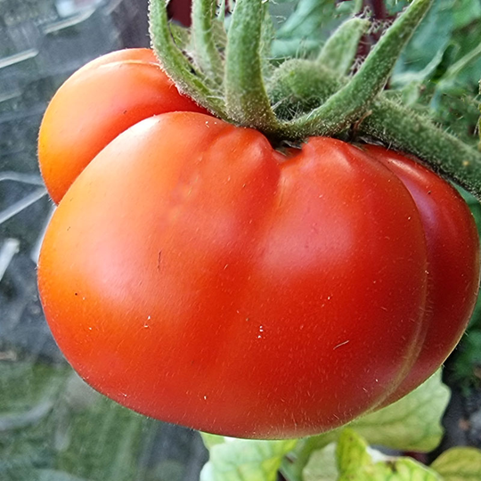 Tomatplanta Bifftomat 'Carmello'