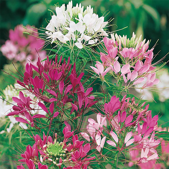 Paradisblomster 'Colour Fountain', mix