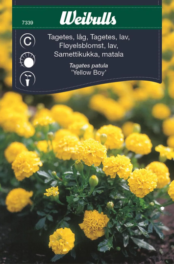 Weibulls Tagetes Låg Yellow Boy