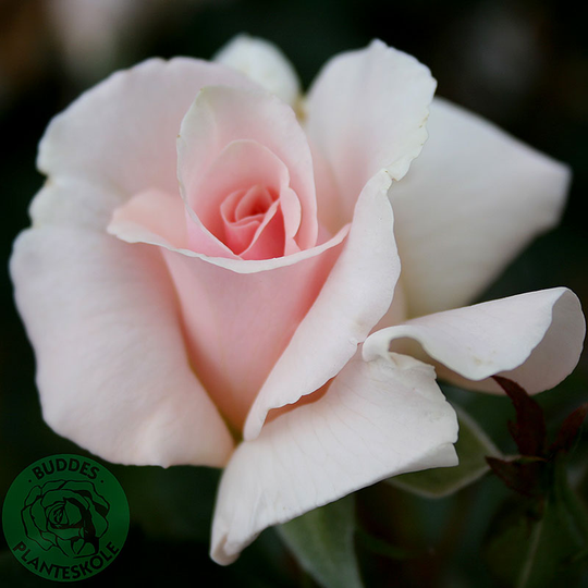 Ros 'A Whiter Shade of Pale'