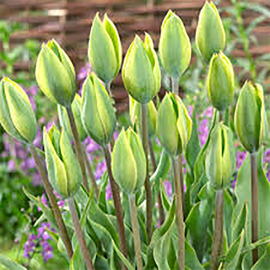 Triumftulpan ’Evergreen’