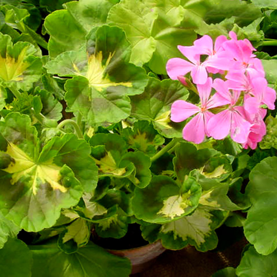 Zonalpelargon 'Happy Thought Pink'