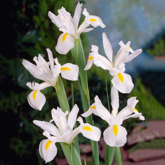 Holländsk iris ’White Excelsior’