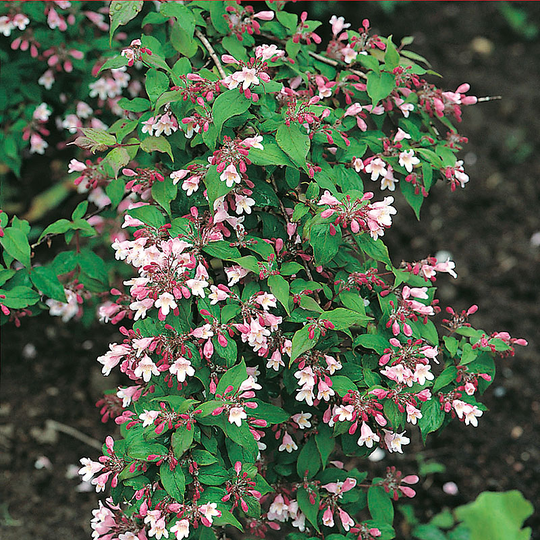 Paradisbuske 'Pink Cloud'