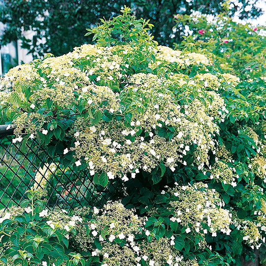 Klätterhortensia
