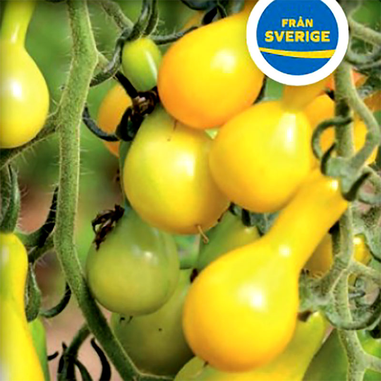 Tomatplanta Pärontomat 'Yellow Pear'