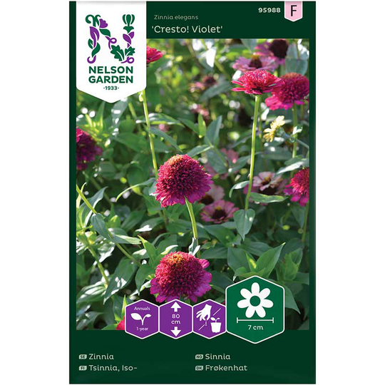 Zinnia 'Cresto! Violet'
