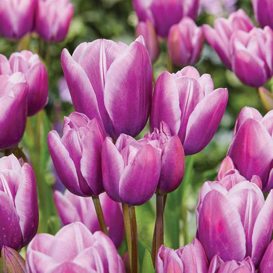 Multifloratulpan ’Purple Elegance’