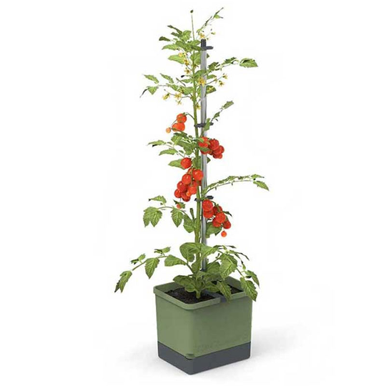 Tomatkruka Tom Tomato, mörkgrön