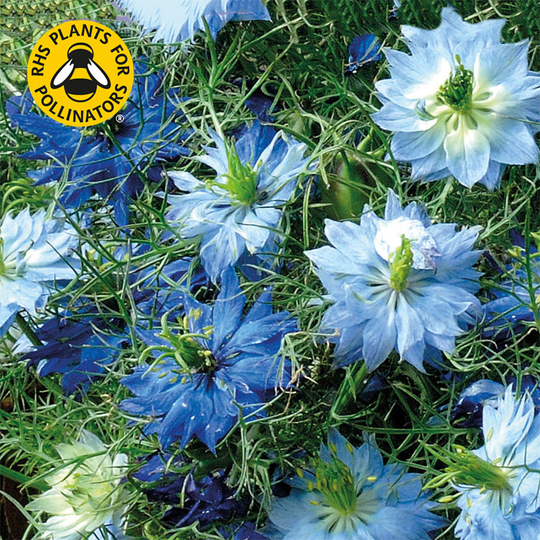 Jungfrun i det gröna 'Dwarf Moody Blue'