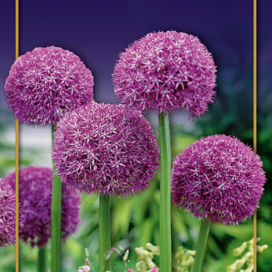 Allium 'Pinball Wizard'