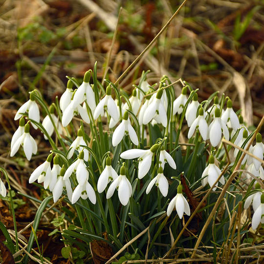 Snödroppe 'Magnet'