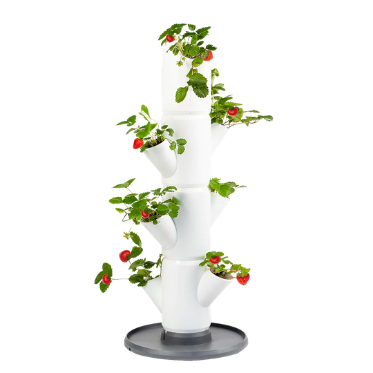 Gusta Garden Kruka Sissi Strawberry Starter Vit 9 krukor