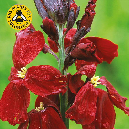 Gyllenlack 'Blood Red'