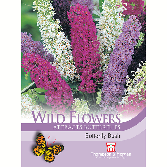Syrenbuddleja Mix