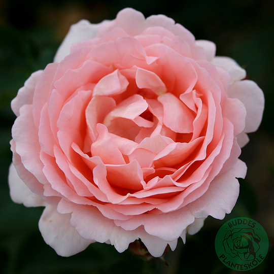 Ros 'Clair Renaissance'