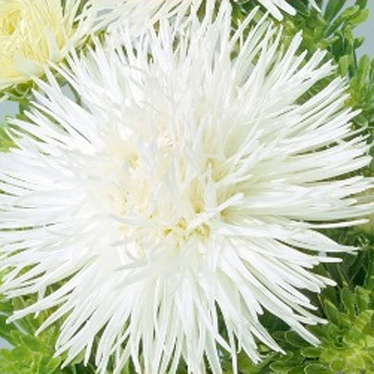 Aster Unicum, white