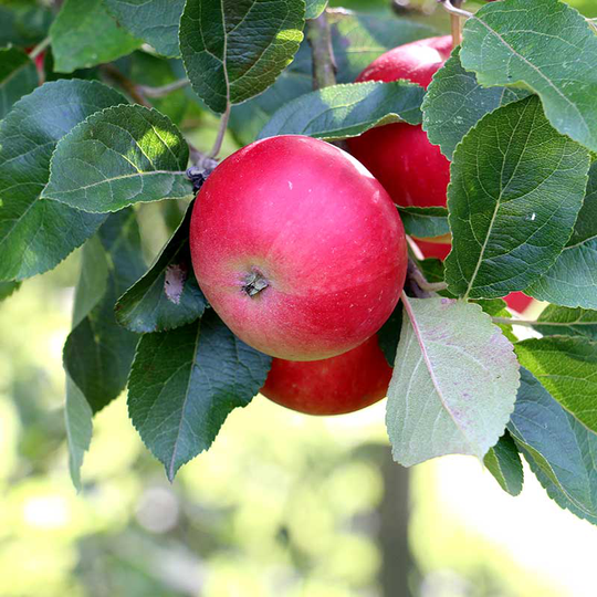 Äpple 'Discovery' E, svagväxande