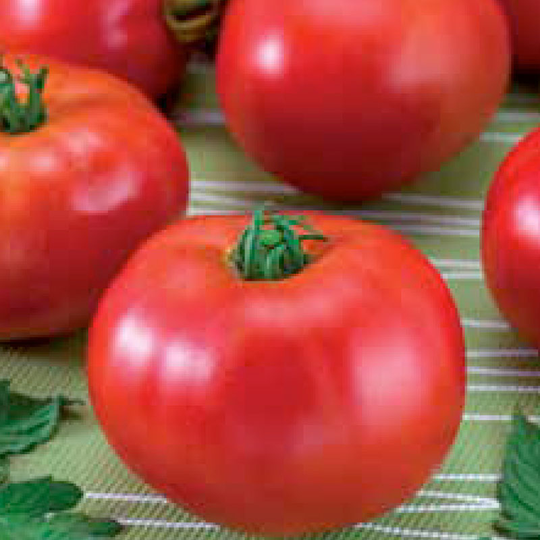 Tomat 'Baron' F1